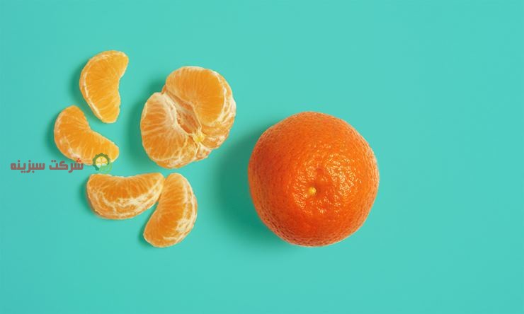 برداشت انواع نارنگی 