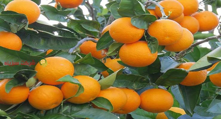 تولید و توزیع انواع پرتقال در کشور