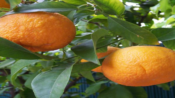خرید درخت پرتقال