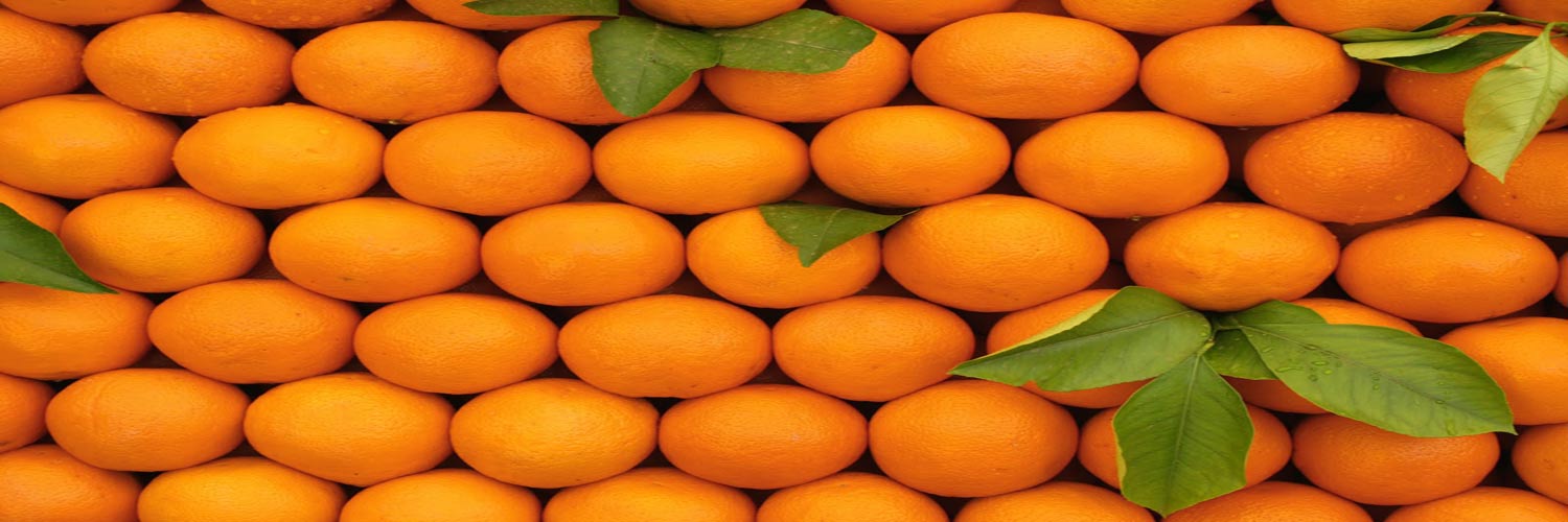 خرید نارنگی صادراتی