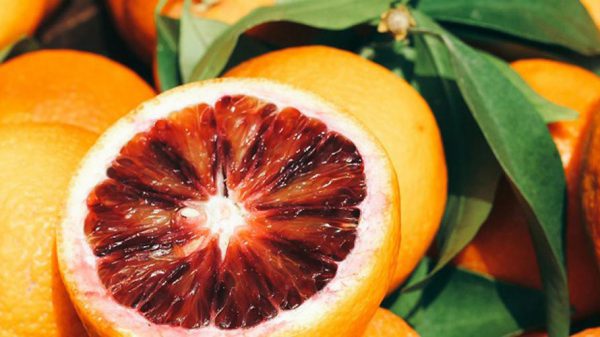 خرید پرتقال تو سرخ مازندران