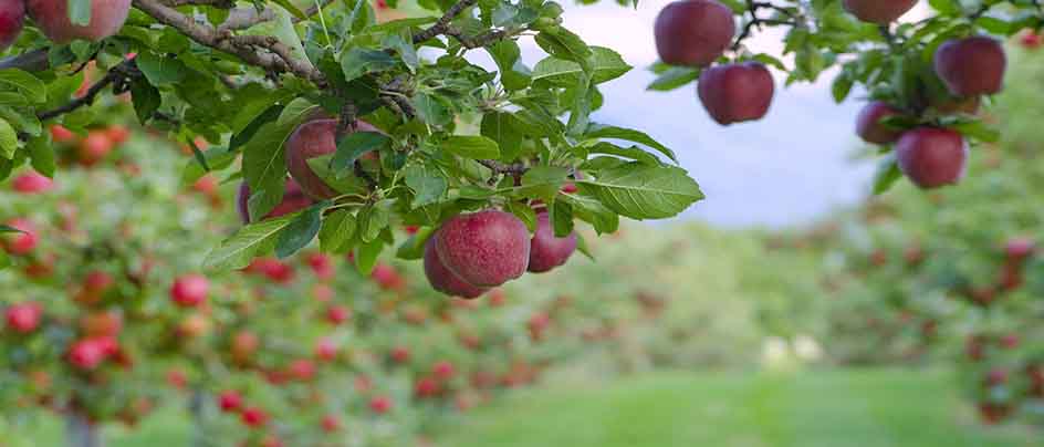 صادرات سیب درختی