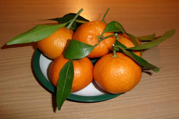 صادرات نارنگی شمال