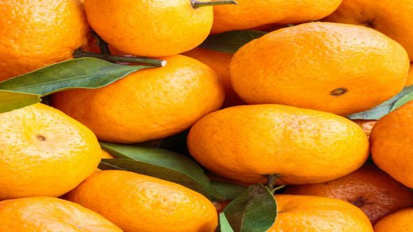 صادرات نارنگی و پرتقال