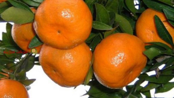 فروش باغ نارنگی ایرانی