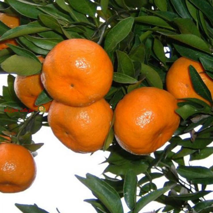 فروش باغ نارنگی ایرانی