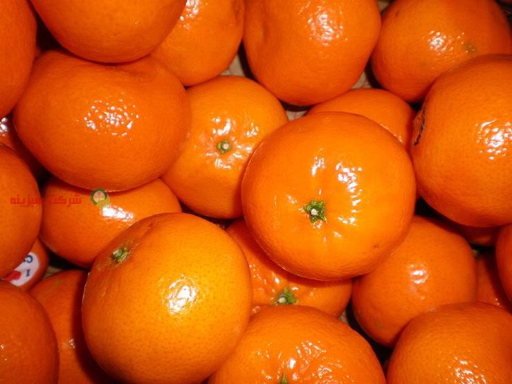 تولید انواع نارنگی با کیفیت صادراتی