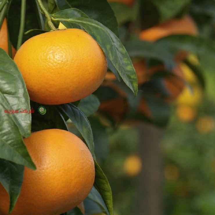 شرایط فروش باغ نارنگی ایرانی