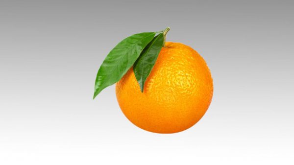 فروش عمده پرتقال
