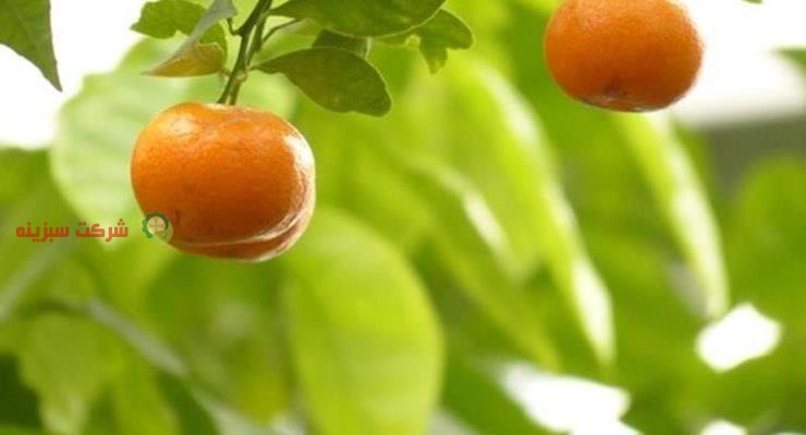 فروش نارنگی صادراتی مازندران