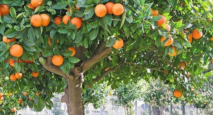 قیمت نارنگی مازندران