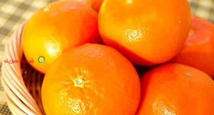 تولید و پروش نارنگی و سایر مرکبات در مازندران