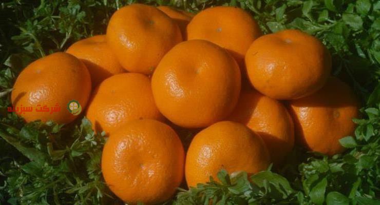 انواع نارنگی در بازار میوه