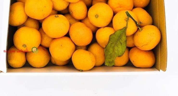 قیمت نارنگی به صورت کیلویی