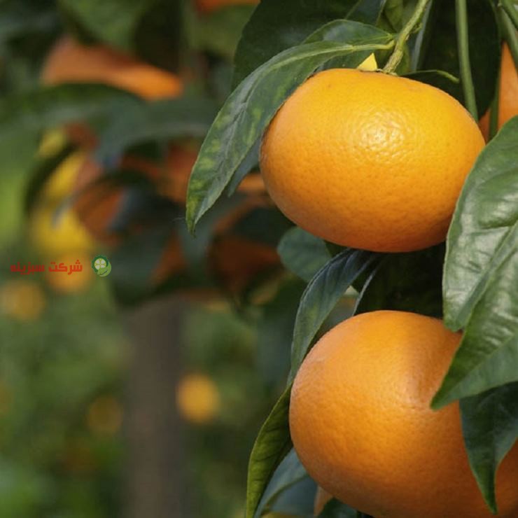 باغ های نارنگی با بهترین کیفیت