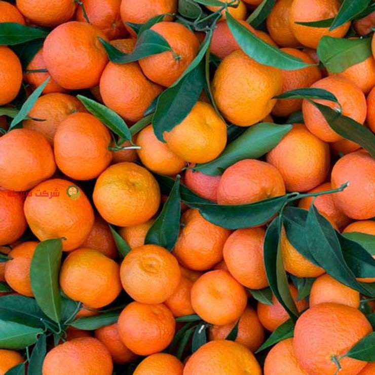 عرضه مستقیم نارنگی در بازار