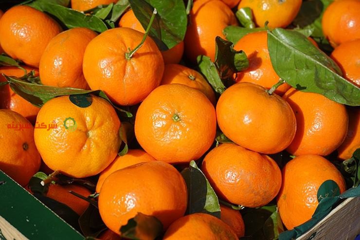 سایت خرید انلاین انواع نارنگی