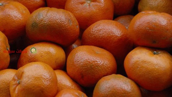 قیمت نارنگی صادراتی شمال