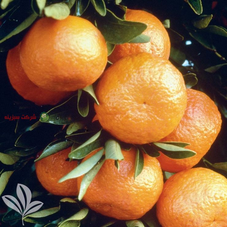 قیمت نارنگی صادراتی شمال امروز