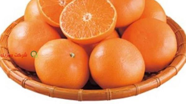 قیمت نارنگی صادراتی گیلان