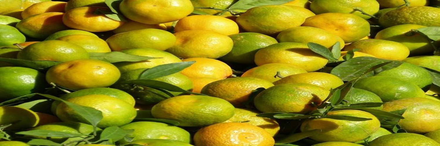 قیمت نارنگی ژاپنی در بازار تهران