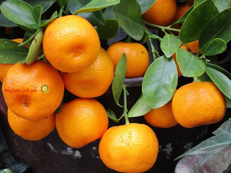 بهترین باغ های نارنگی در مازندران