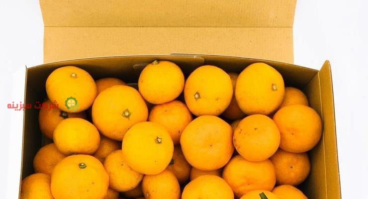 عرضه انواع نارنگی در چهار فصل