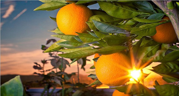 فروش باغ پرتقال در تنکابن