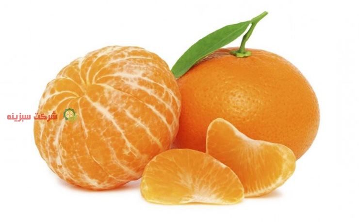 صادرات بهترین نارنگی ساری