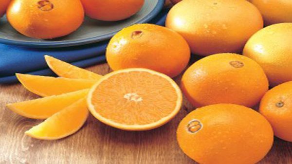 قیمت خرید پرتقال از کشاورز