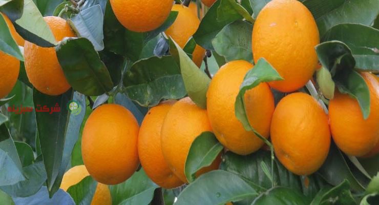 باغ های پرتقال در قائمشهر