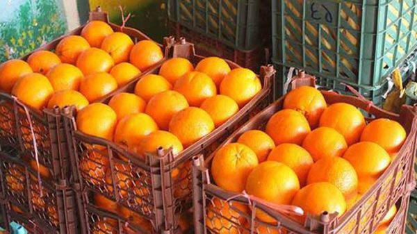 قیمت پرتقال در میدان بار تهران