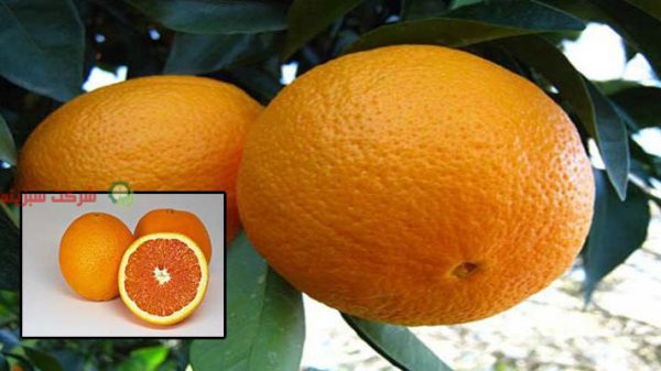 خرید باغ پرتقال شمال