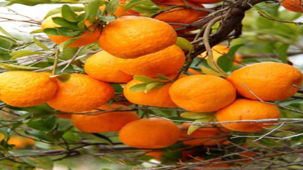 خرید نارنگی پاکستانی