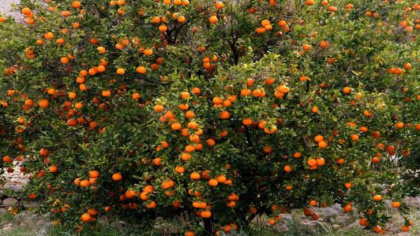فروش باغ نارنگی