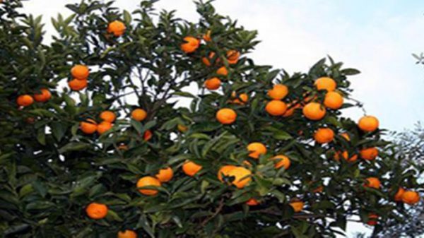 فروش باغ پرتقال در ساری