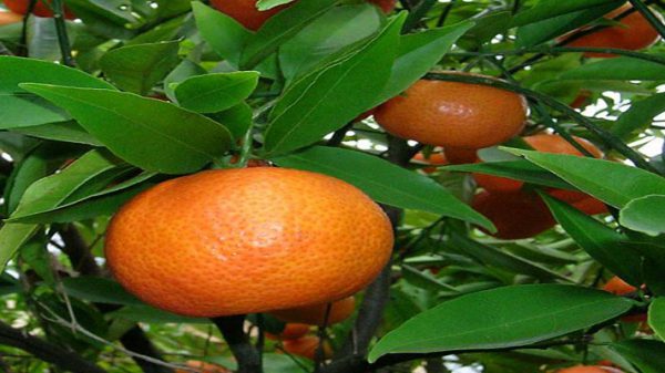 قیمت نارنگی در بازار ساری