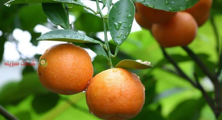 خرید ارزان قیمت نارنگی در بازار ساری