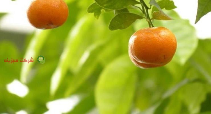 فروش مستقیم نارنگی در بازار