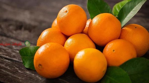 قیمت پرتقال در باغ