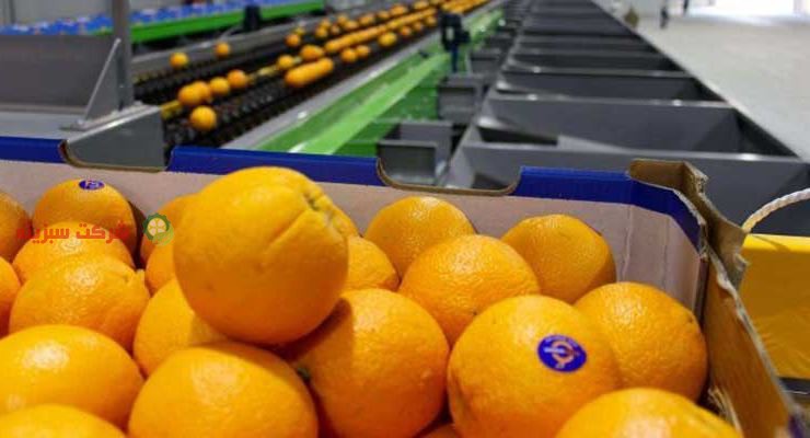 قیمت پرتقال در باغ های کشور