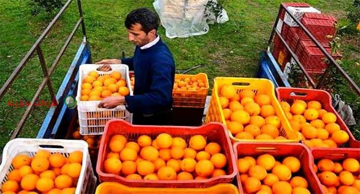 قیمت پرتقال در باغ به صورت عمده