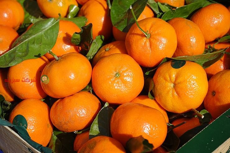نمایندگی فروش انواع نارنگی در ایران