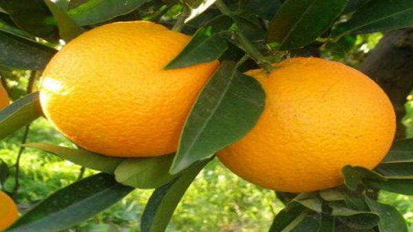 پرتقال مازندران