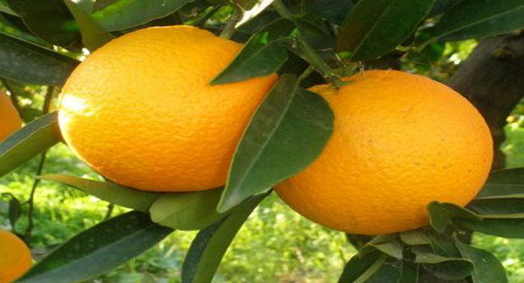 پرتقال مازندران