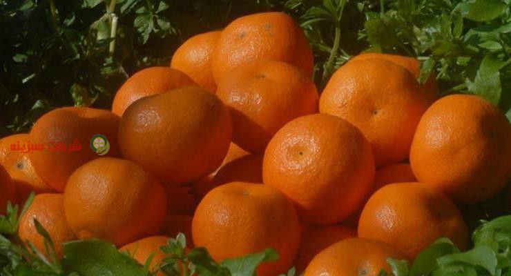 بهترین کیفیت نارنگی انشو جهت صادرات