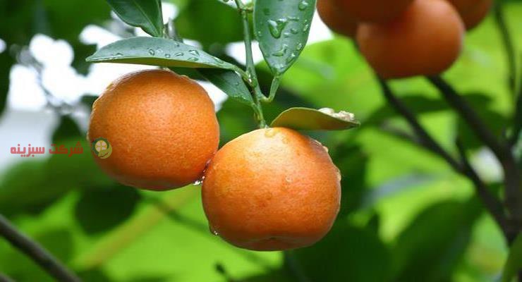 عرضه عمده نارنگی انشو در ایران