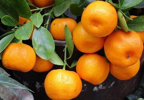 سورتینگ شده نارنگی