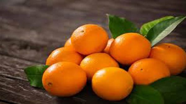 صادرات انواع پرتقال