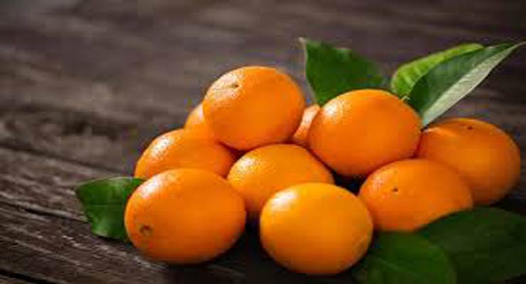 صادرات انواع پرتقال